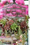 Decorative Birdcage used as a Cactus Garden